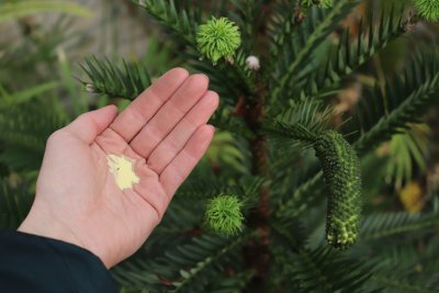 Wollemia nobilis - wolemie vznešená - pyl ze samčí šištice